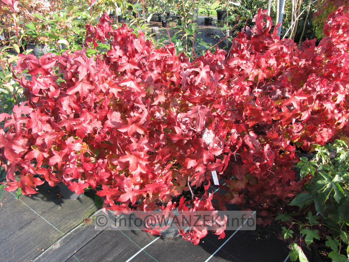 Liquidambar styraciflua Gum Ball Herbst 07.JPG